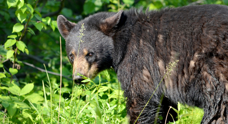 Kanada Saskatchewan Braunbär Foto iStock Bob Hilscher